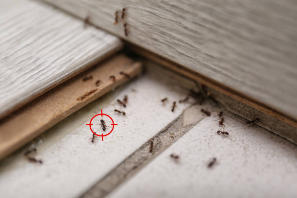 Best Pest Control Treatment  in Bonner Springs, KS